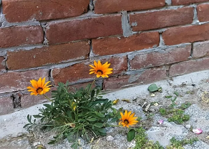 Melekler Готель типу 